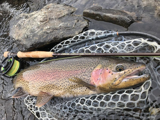 Echo Carbon XL Nymph 3100-4